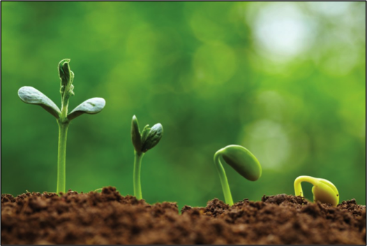 Summer 1: Growing Up